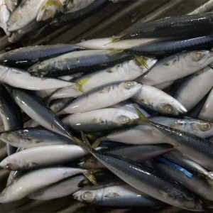 Gefrorene Makrele ganze Runde