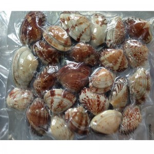 VAKUUM-SHELL-ON-CLAM