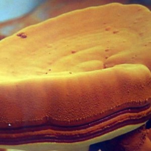 Ganoderma-Sporen