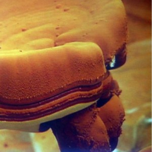 Ganoderma-Sporen