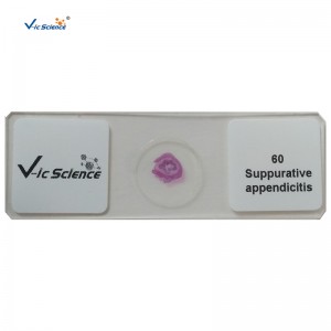 100er Kit Human Pathology Objektträger Mikroskopisch präparierte Objektträger