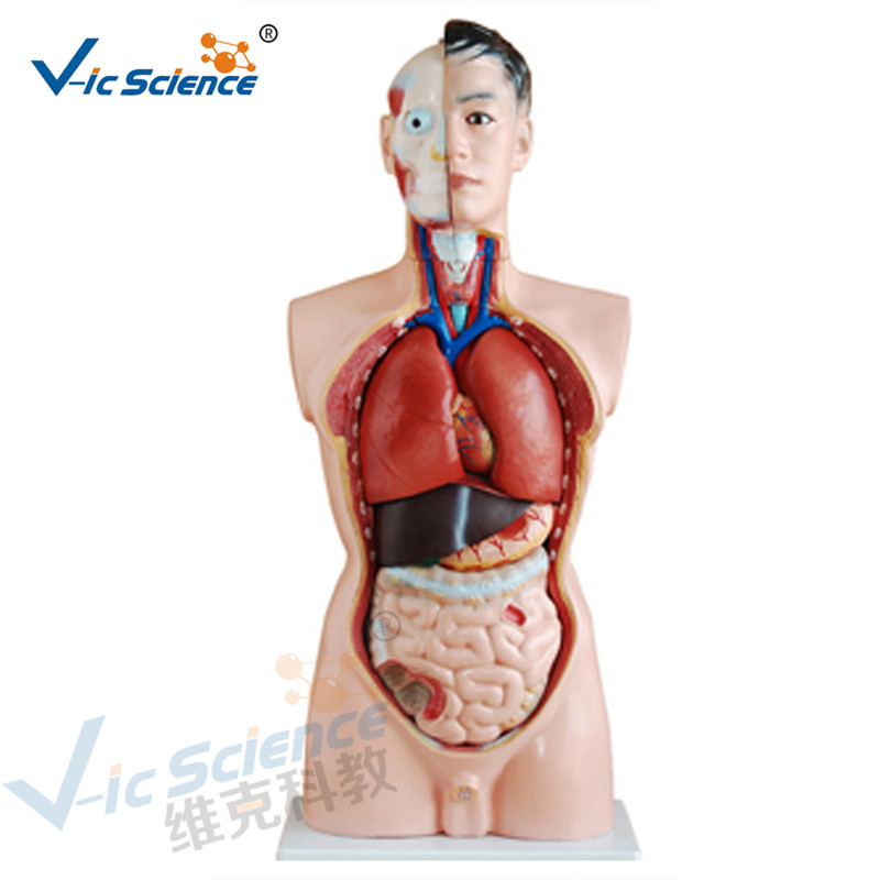 Medizinische Anatomie Menschlicher Körper Modell 85CM Männlicher Torso Modell 19 Teile