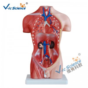 42 cm Männlicher Torso Modell 13 Teile Medizinisches Lehrmodell