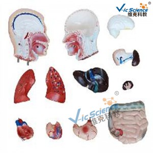 42 cm Männlicher Torso Modell 13 Teile Medizinisches Lehrmodell
