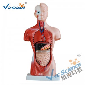 26CM Torso Model 15 Teile Anatomie Körpermodell
