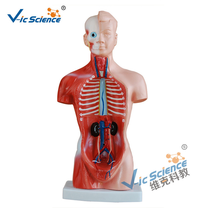 26CM Torso Model 15 Teile Anatomie Körpermodell