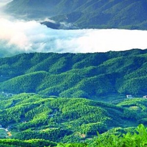 Fuzhuan Teebeutel Hunan Anhua schwarzer Tee Gesundheitswesen Tee