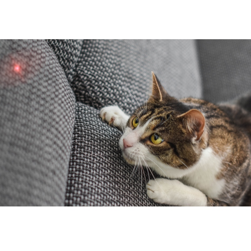 Smart Laser Cat Treate