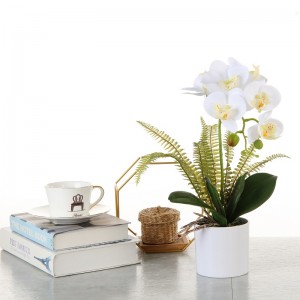 Factory Direct Supply Orchidee im Topf
