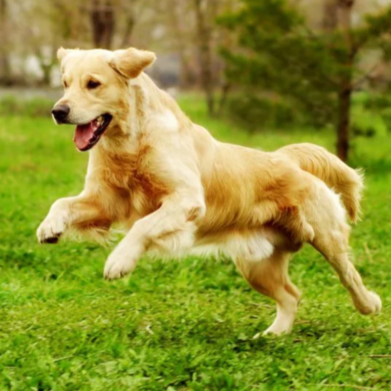 7 Essentielle Befehle, die Ihr Hund wissen muss