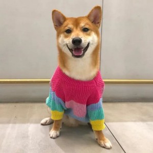 Hersteller kundenspezifischer Winter Baumwollgestrickte Katzenschichten Pullover für Haustiere